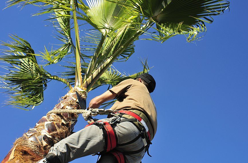 Tree Lopping Gold Coast