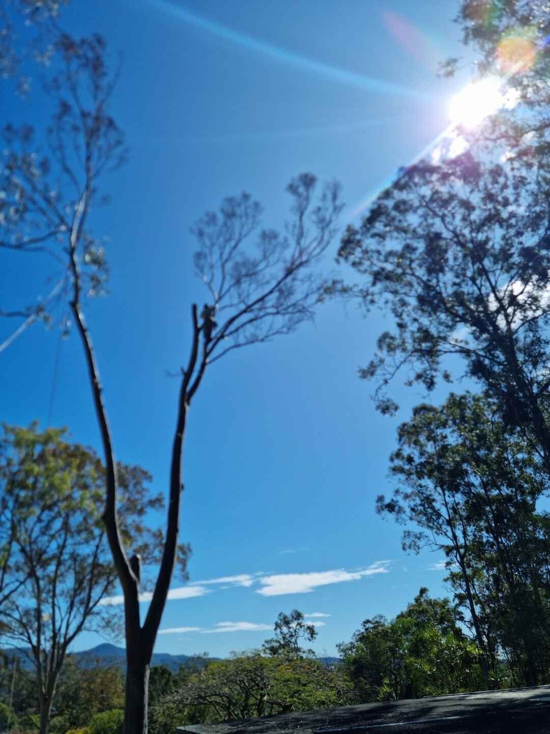 The sun is shining through the trees on a sunny day