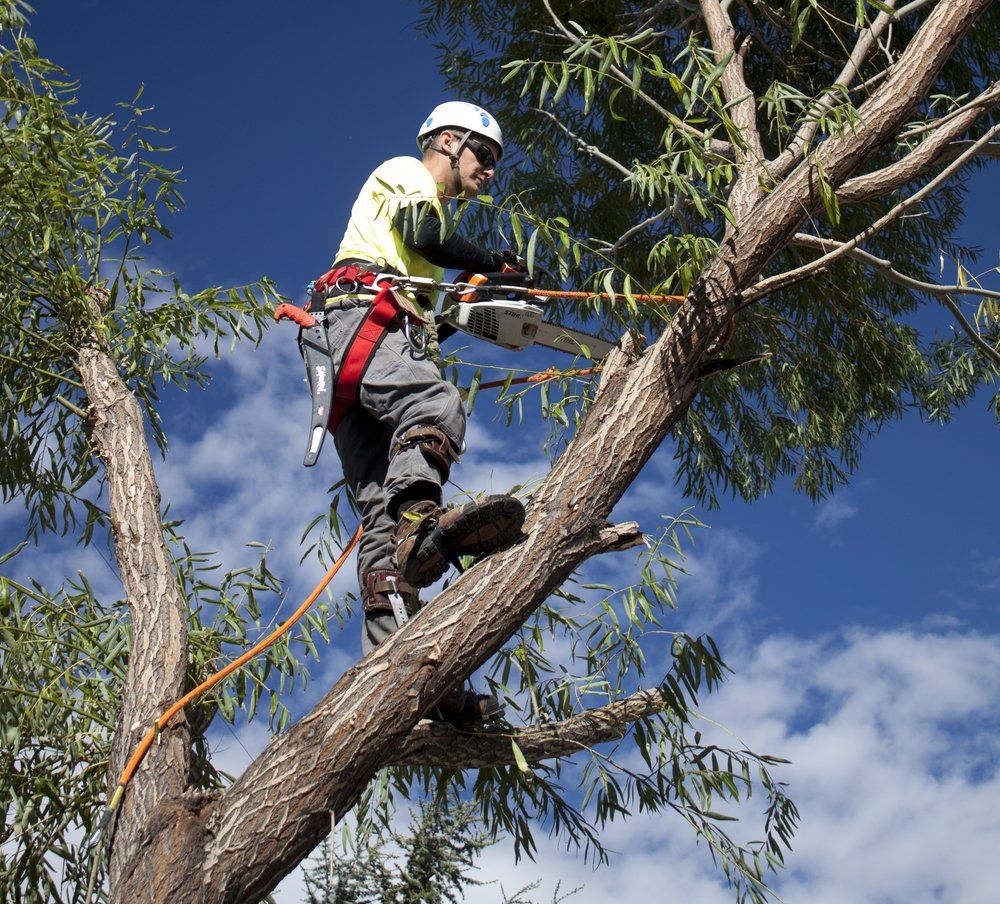 Pruning and Shaping tree loopers gold coast
