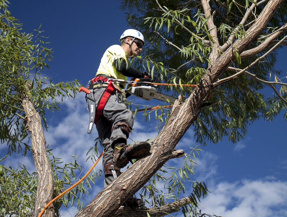 Tree Lopping Gold Coast