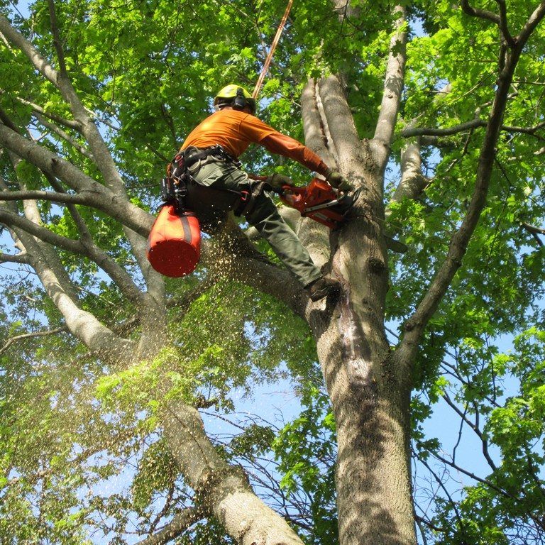 affordable tree services gold coast