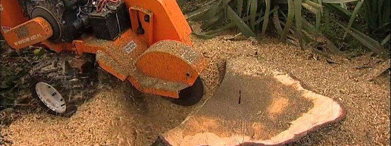 stump removal