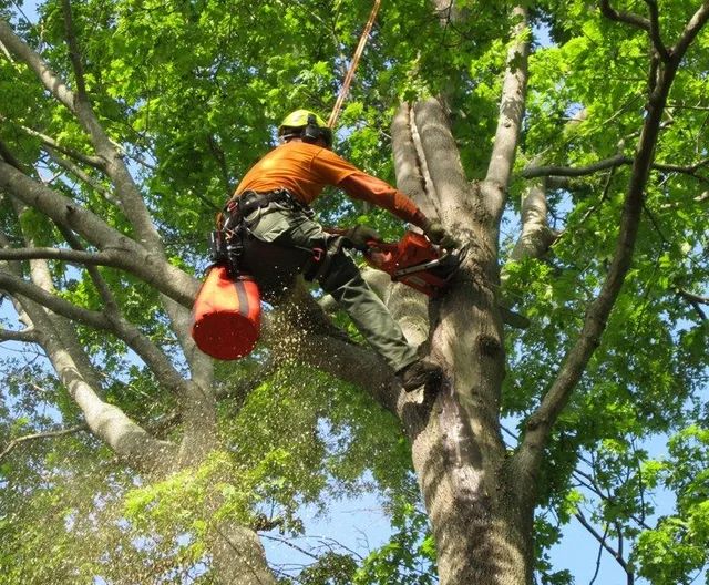 A man is climbing a tree with a chainsaw.