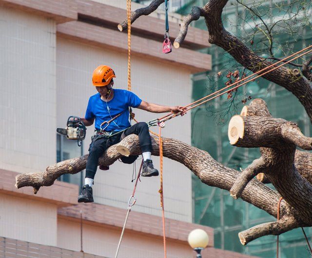 A man is sitting on a tree branch with a chainsaw