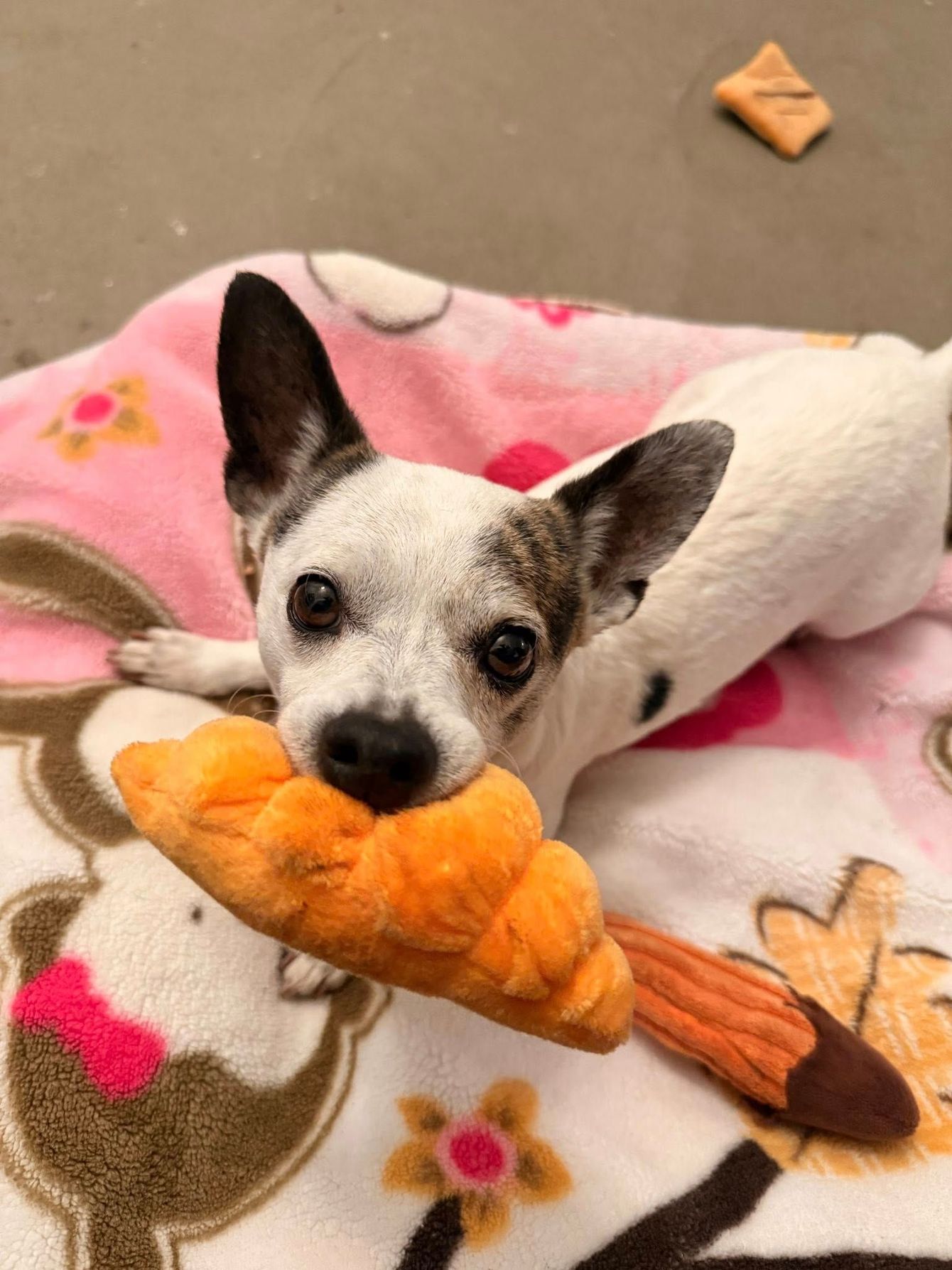 Small white-and-black dog lying on a pink blanket, chewing an orange plush toy.
