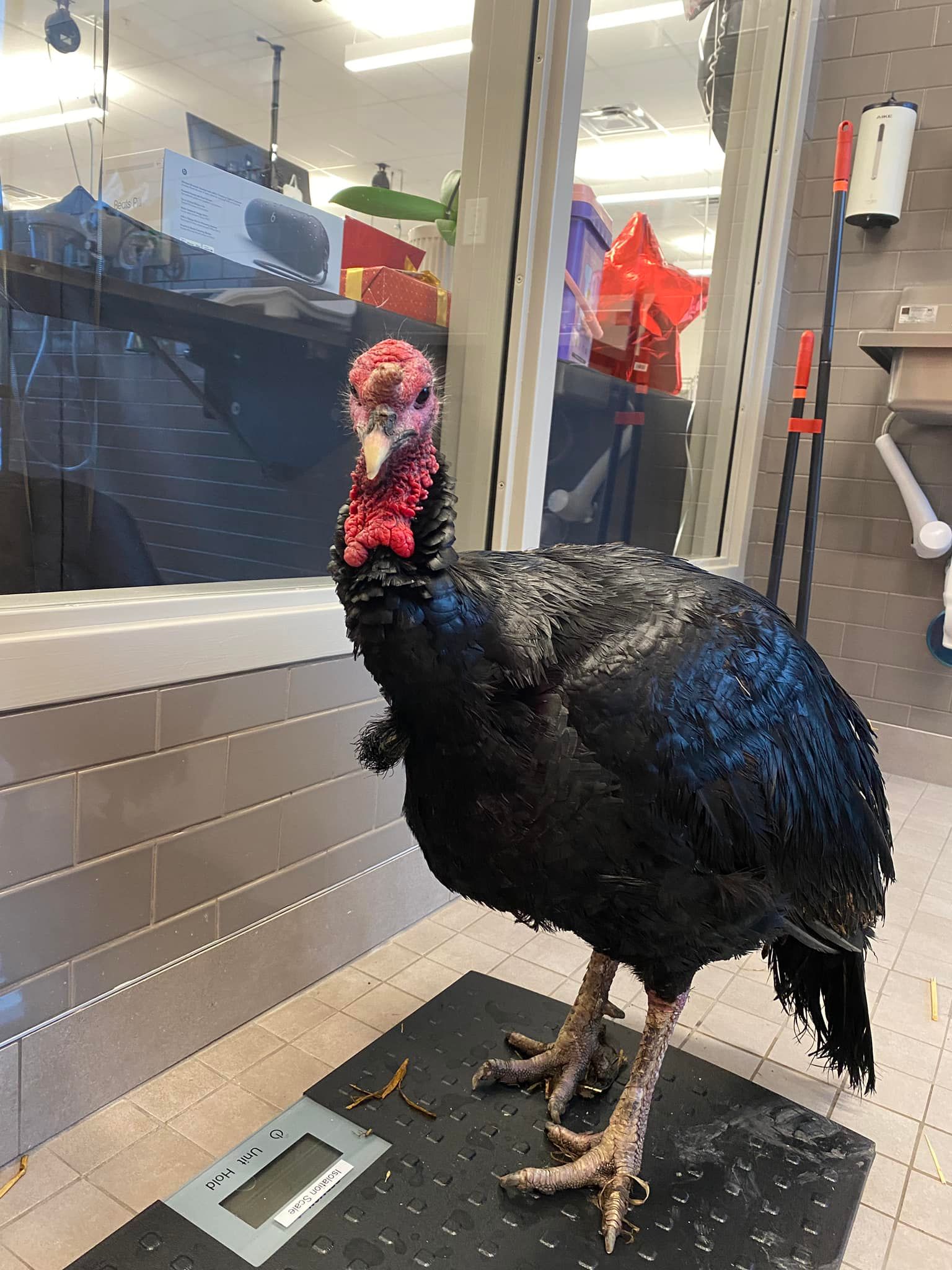 Three people standing beside a small airplane on a sunny runway, with two pet carriers in front.