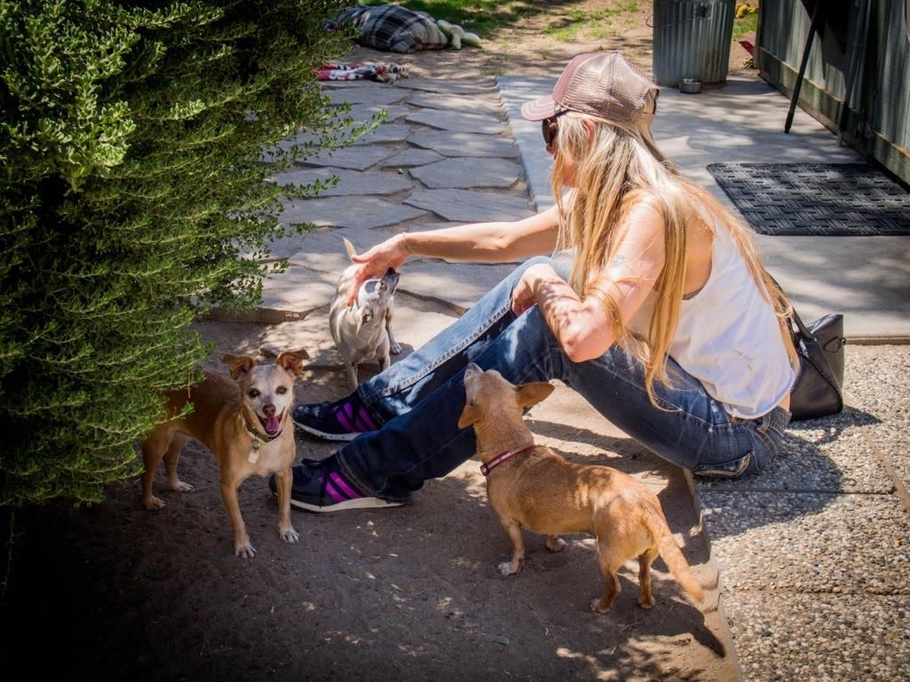 Small tan dog standing on a fallen tree trunk in a sunny grassy park under a blue sky.