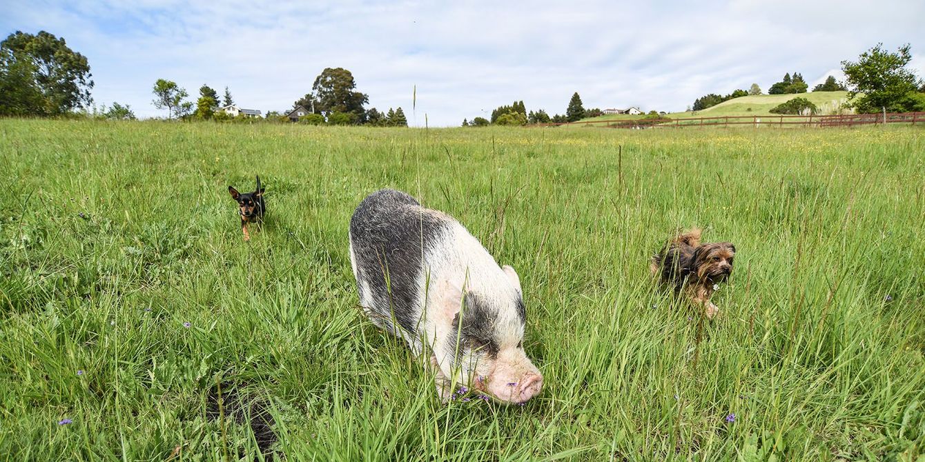 Pigs grazing in a grassy field, with one large black-and-white pig in front.