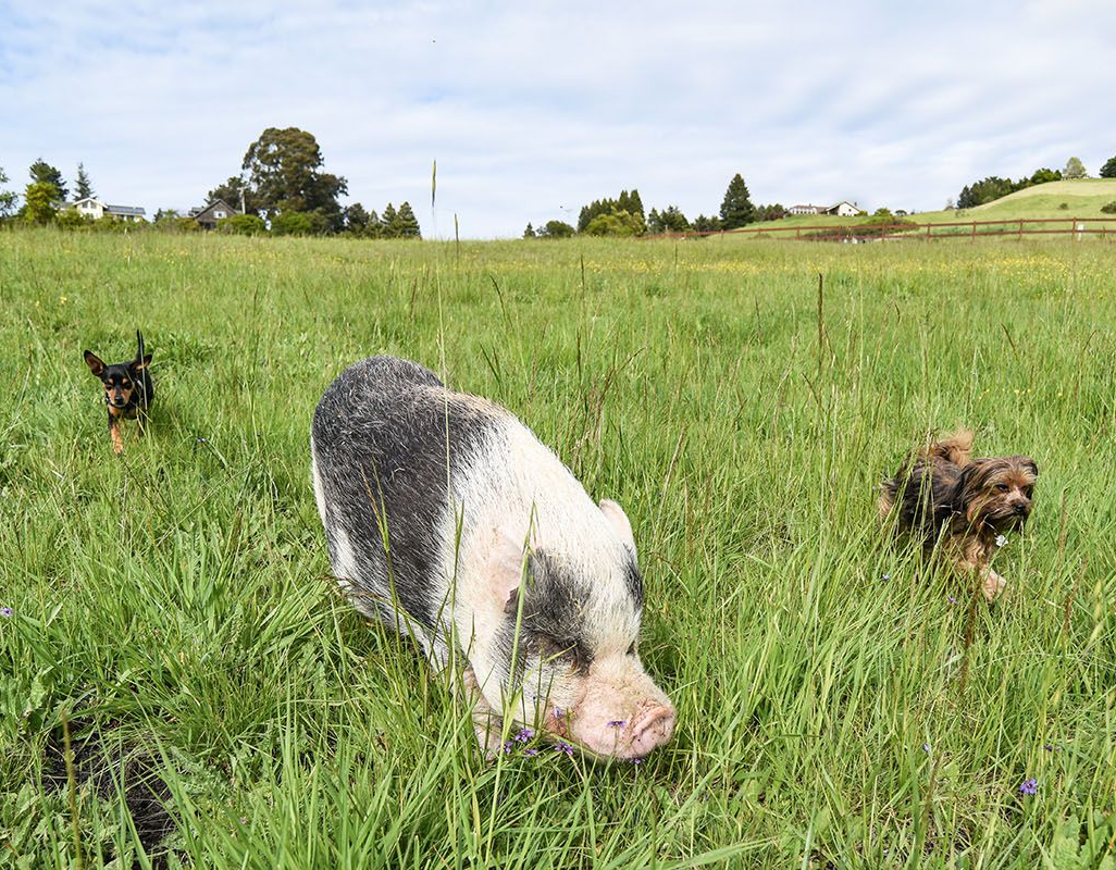 Pigs grazing in a grassy field, with one large black-and-white pig in front.
