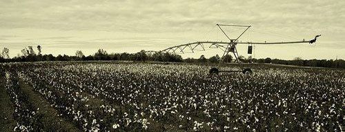 Coolidge Arizona Cotton Field