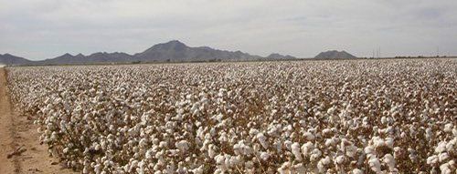 Coolidge Arizona Cotton Field