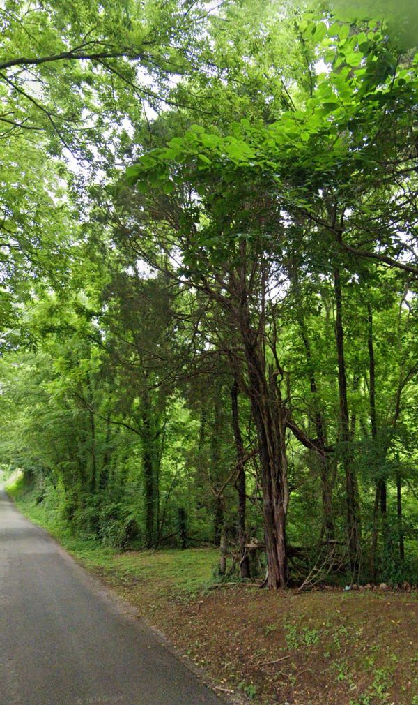 A road going through a lush green forest with trees on both sides.