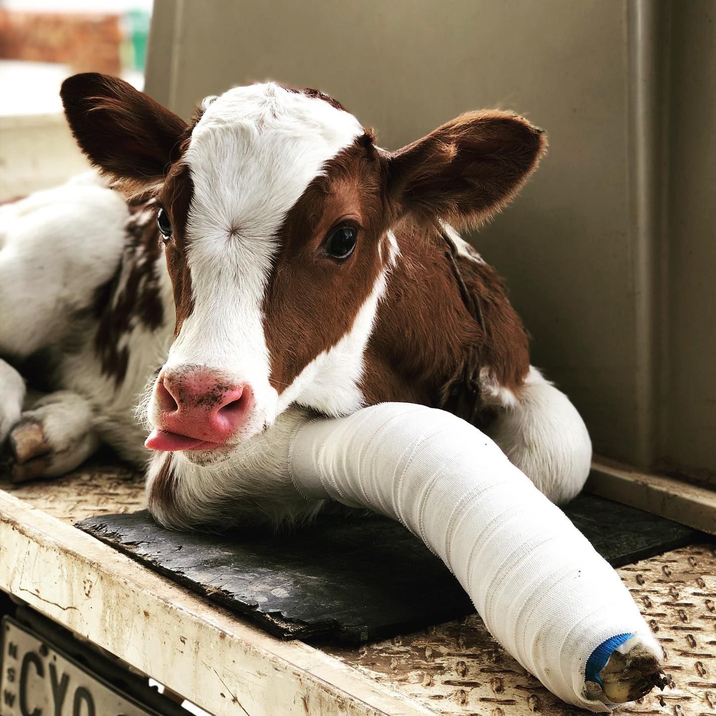 Calf with brown and white markings, injured leg in a cast, resting with tongue out.