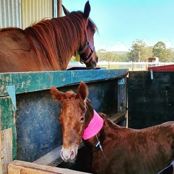 Mare watches over foal in a stable. Foal has pink bandage; both are brown.