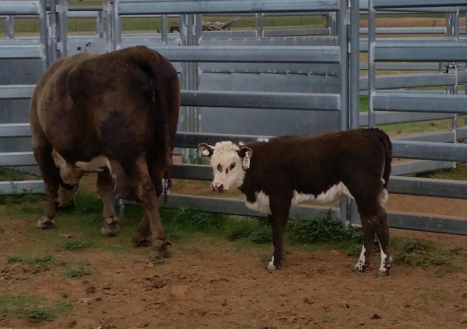 Cow and calf in a fenced pen; the calf is dark brown and white and looking toward the camera.