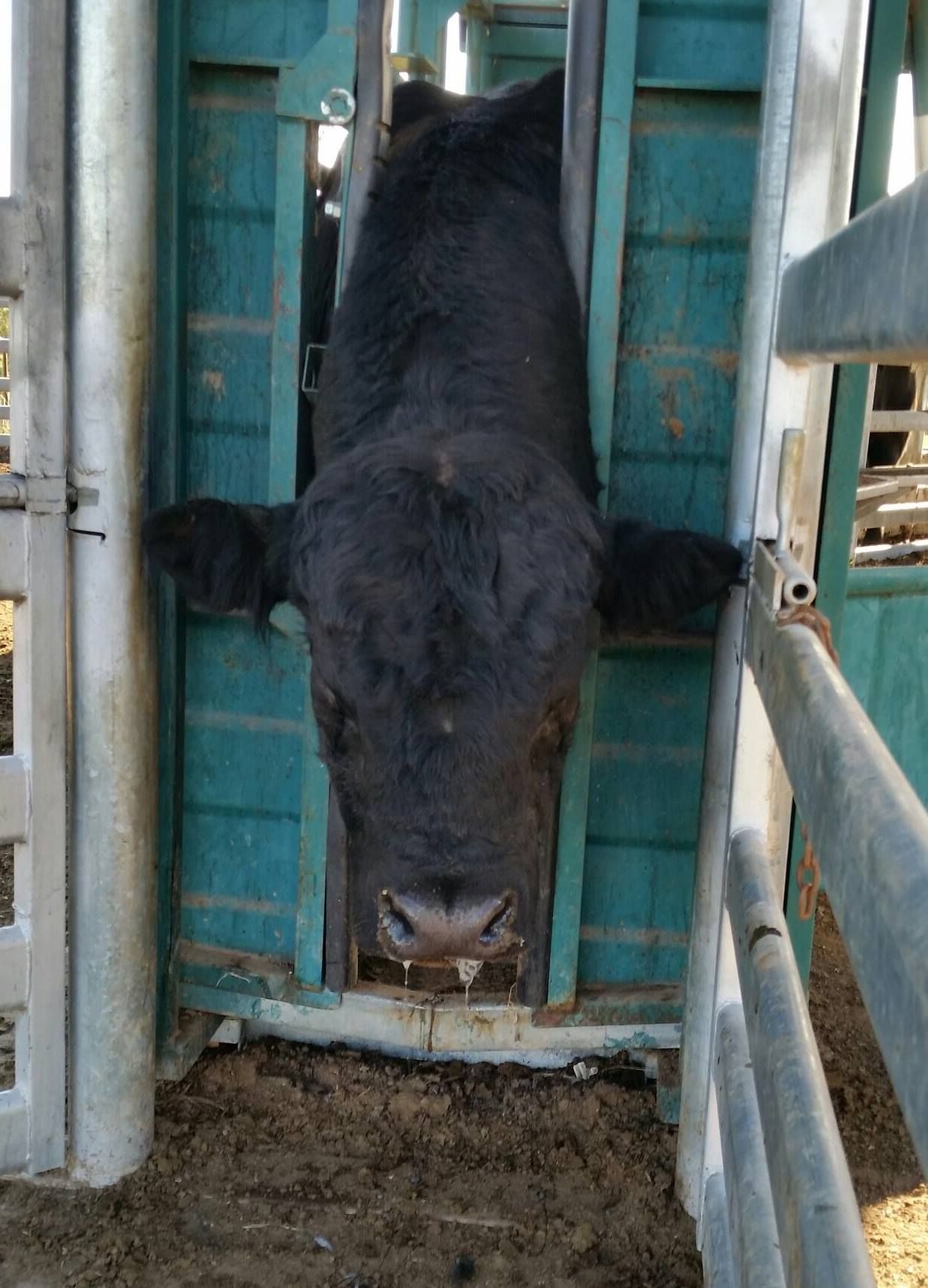 Black cow with head through a green metal chute. Drool visible.