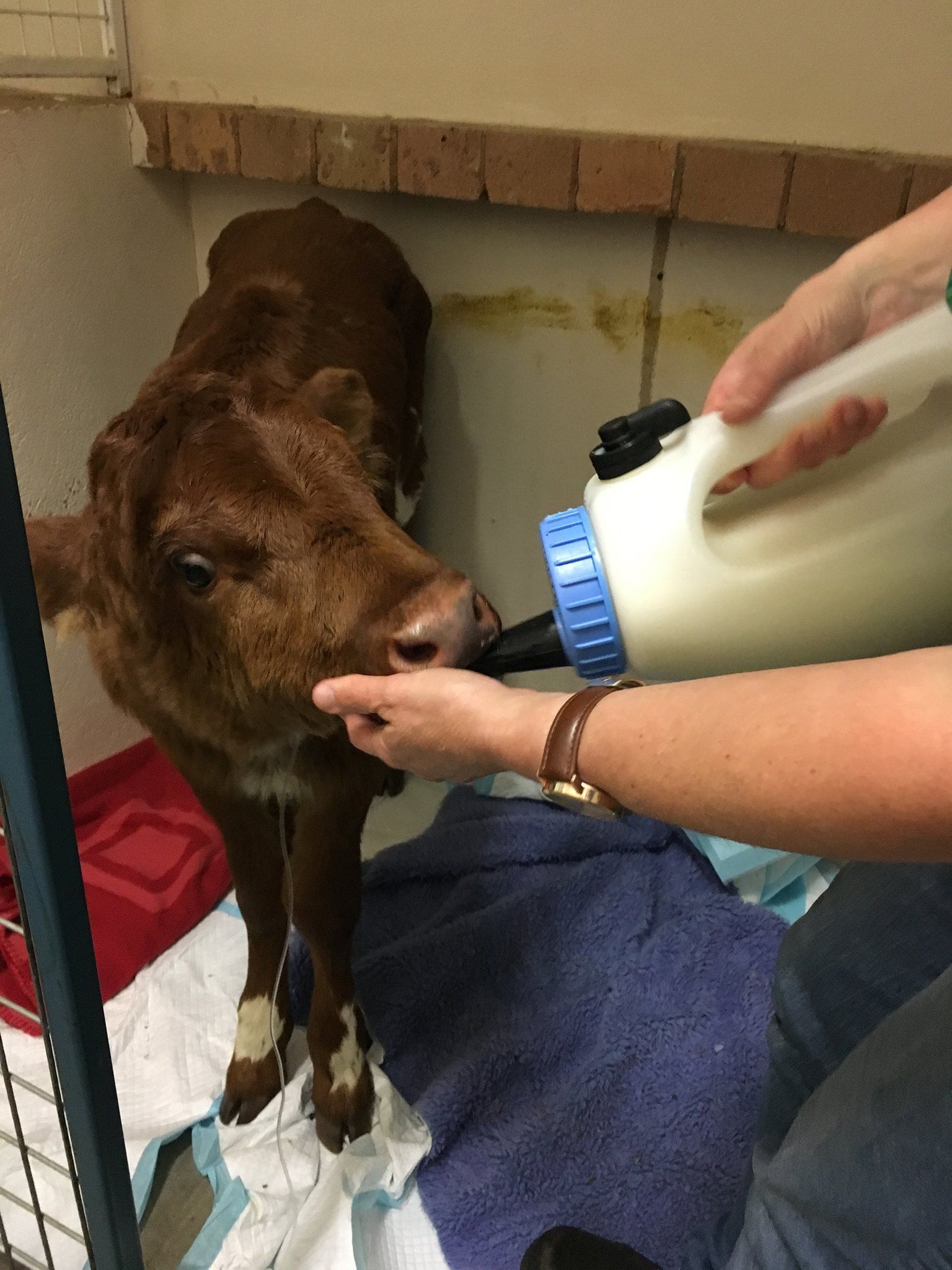 Brown calf being bottle-fed by a person's hand, inside a pen with brick wall.