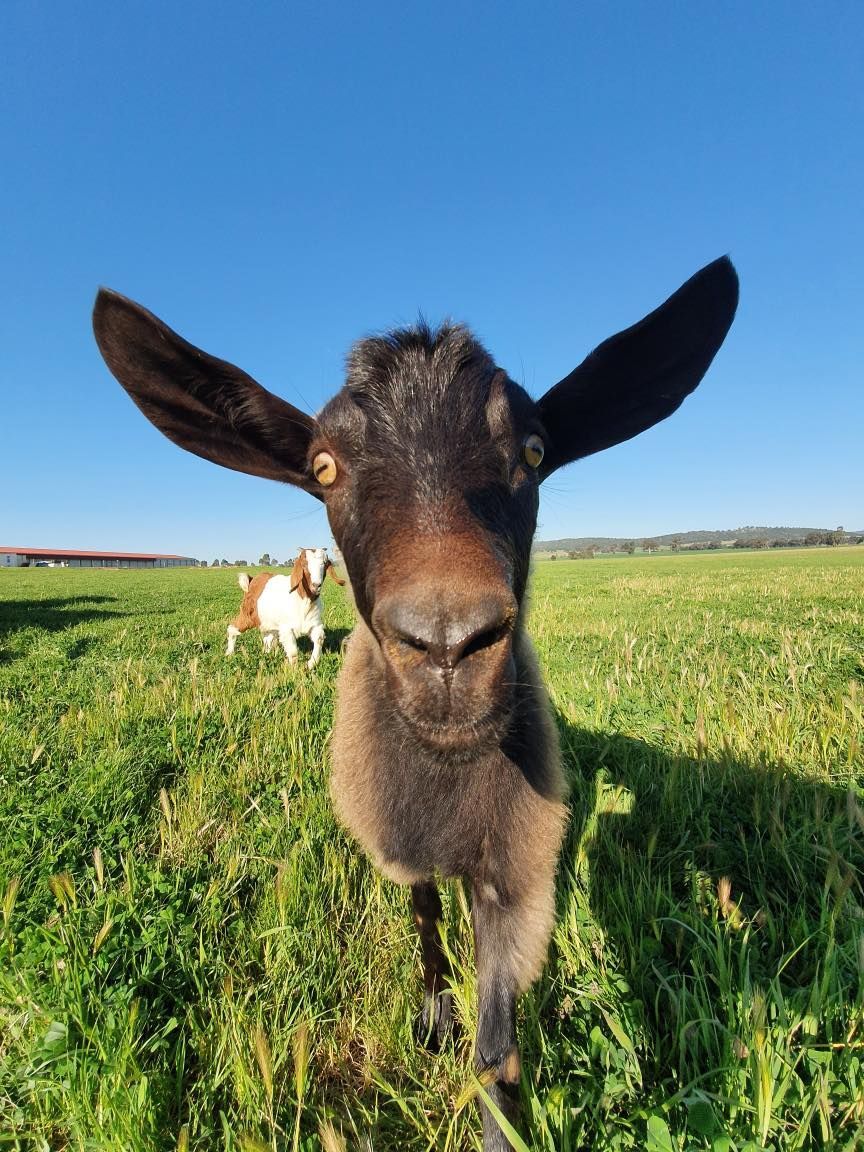 Black goat with long ears stares directly at the camera in a green field with a blue sky.