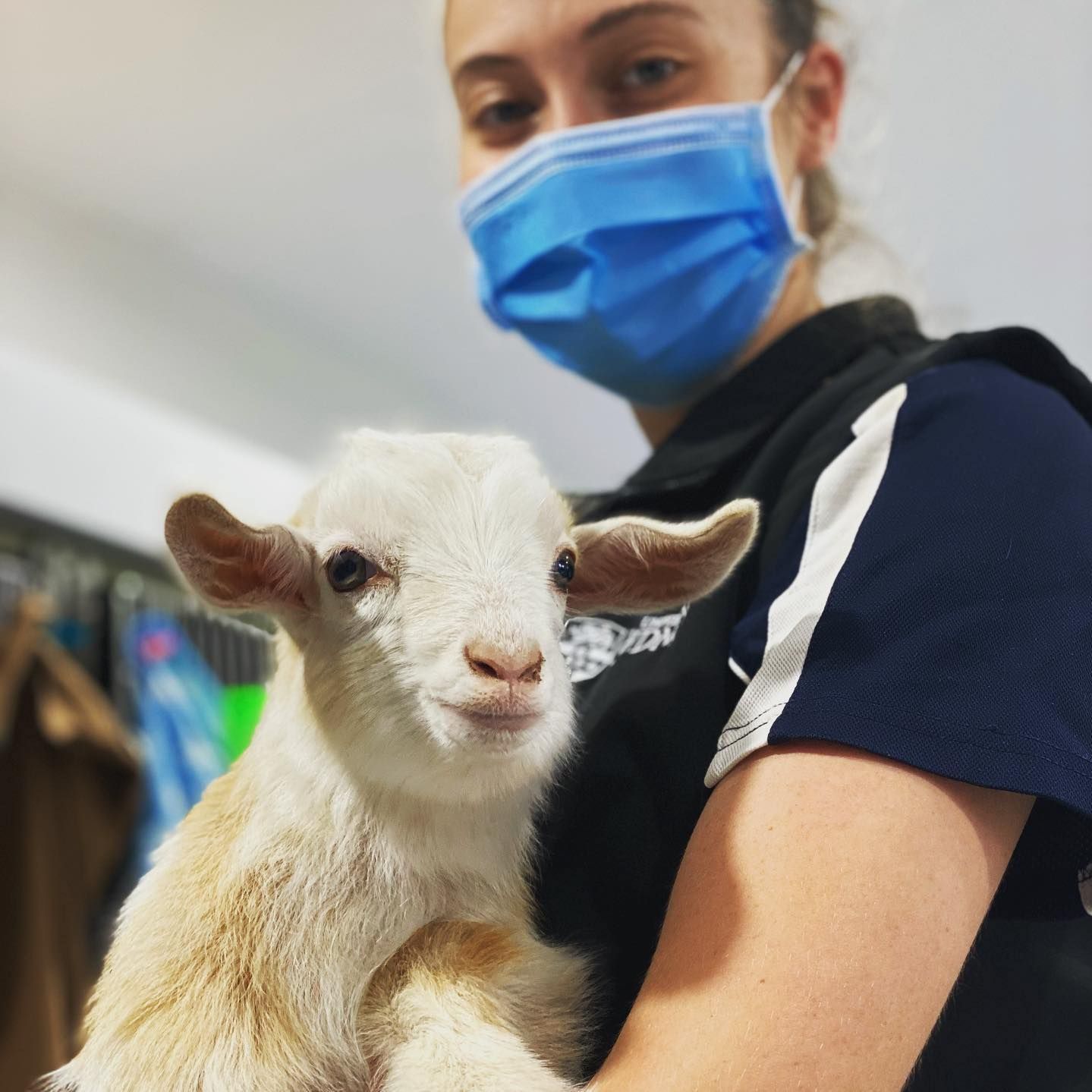Woman in mask holds a baby goat; goat looks at the camera.