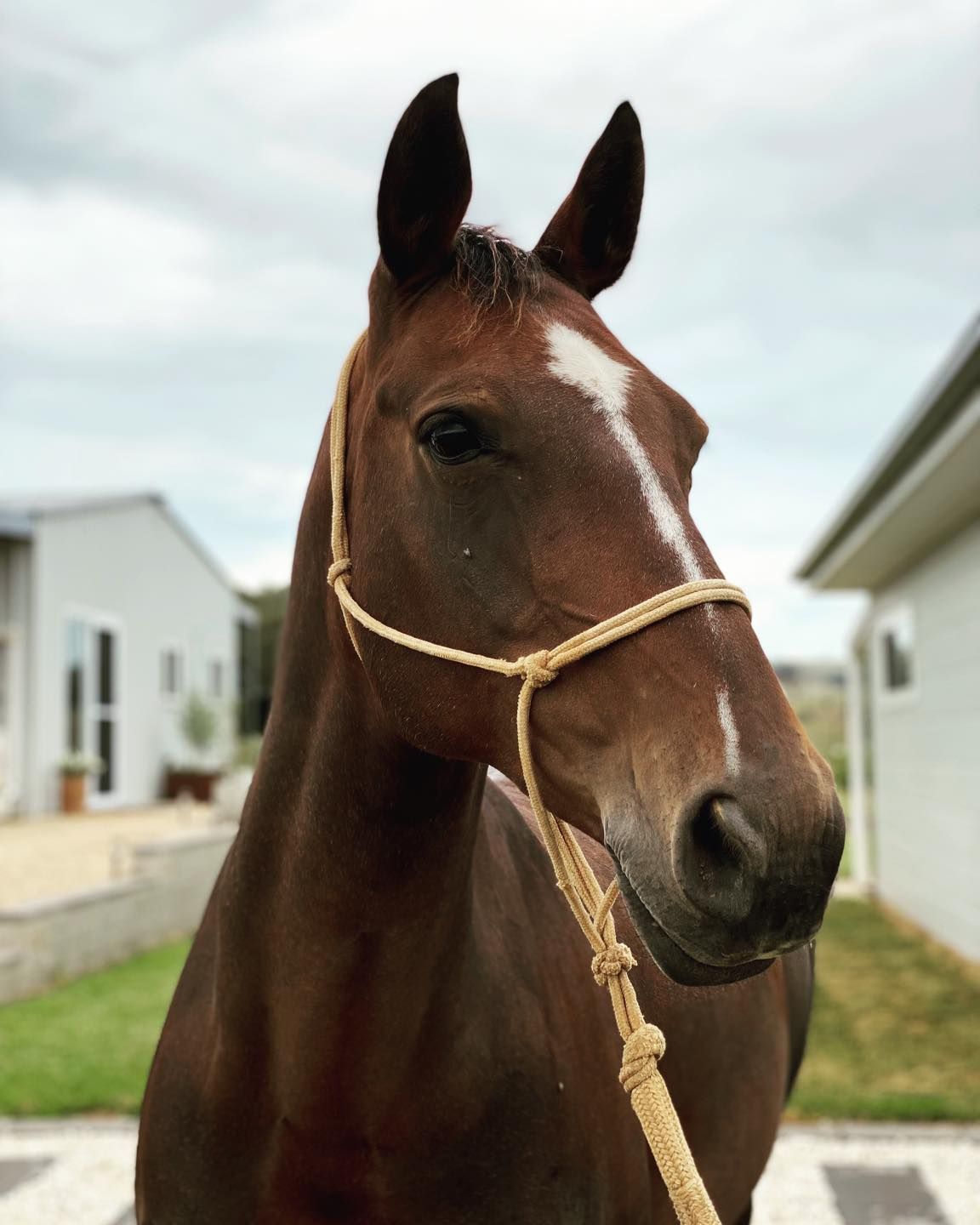 Brown horse with a white blaze wearing a rope halter, standing outdoors.