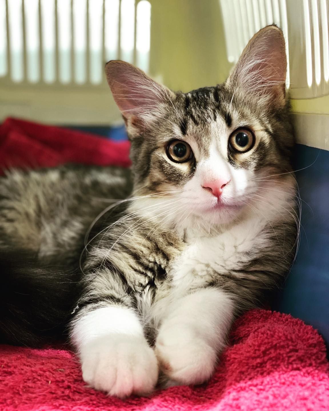 A tabby kitten with white paws and a pink nose, resting on a pink blanket inside a carrier.