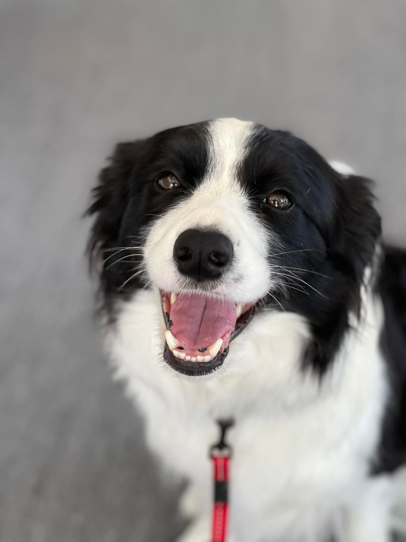 Black and white Border Collie smiles, looking up, tongue out.