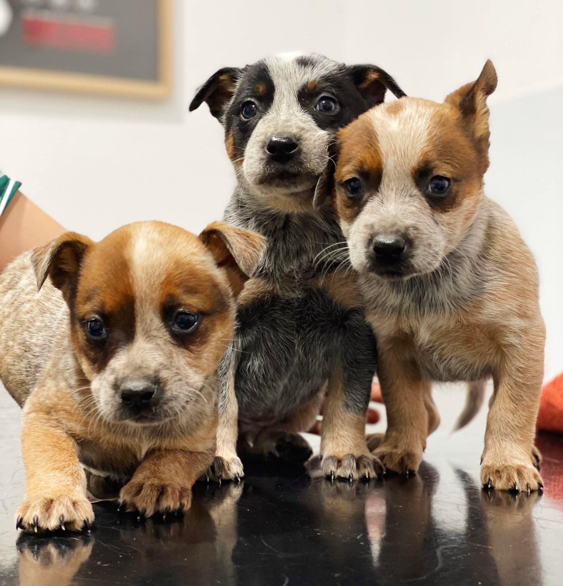 Three Australian cattle dog puppies: two red, one blue, looking at the viewer.
