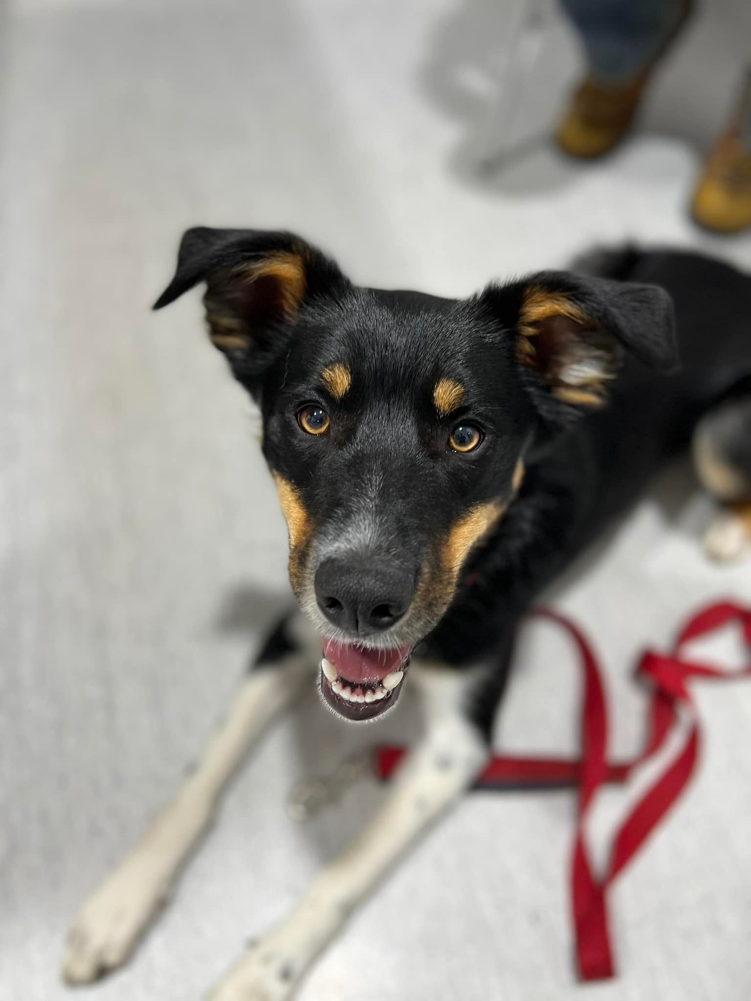 Black and tan dog with floppy ears, looking up with a happy expression. Leash and boots in background.