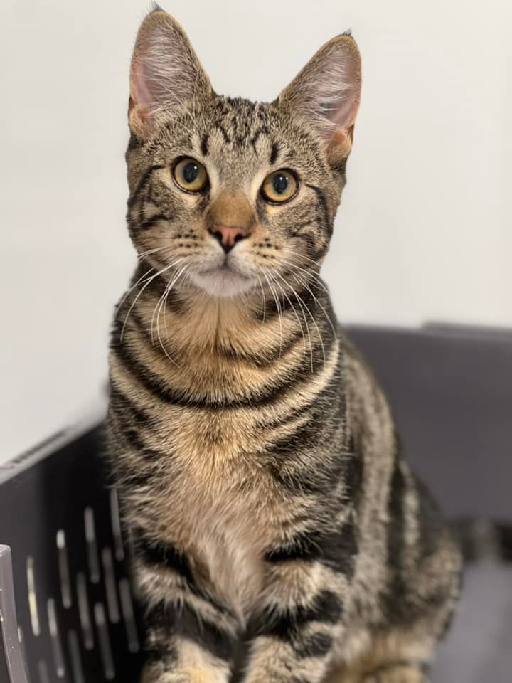 Brown tabby cat sitting, looking forward with alert expression.