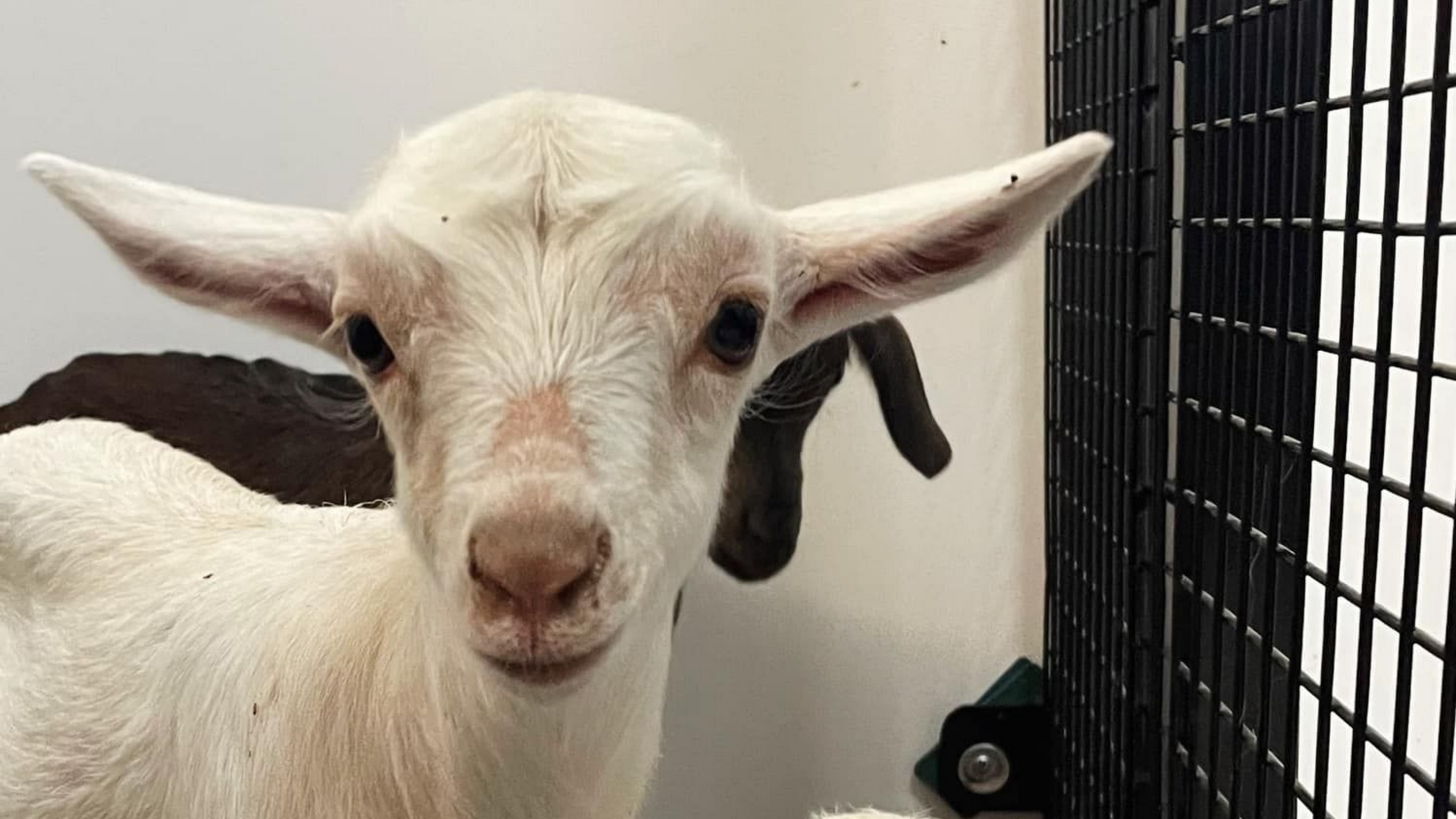 White goat with forward-facing gaze, inside a pen. Brown horns and ears, visible on a white background.