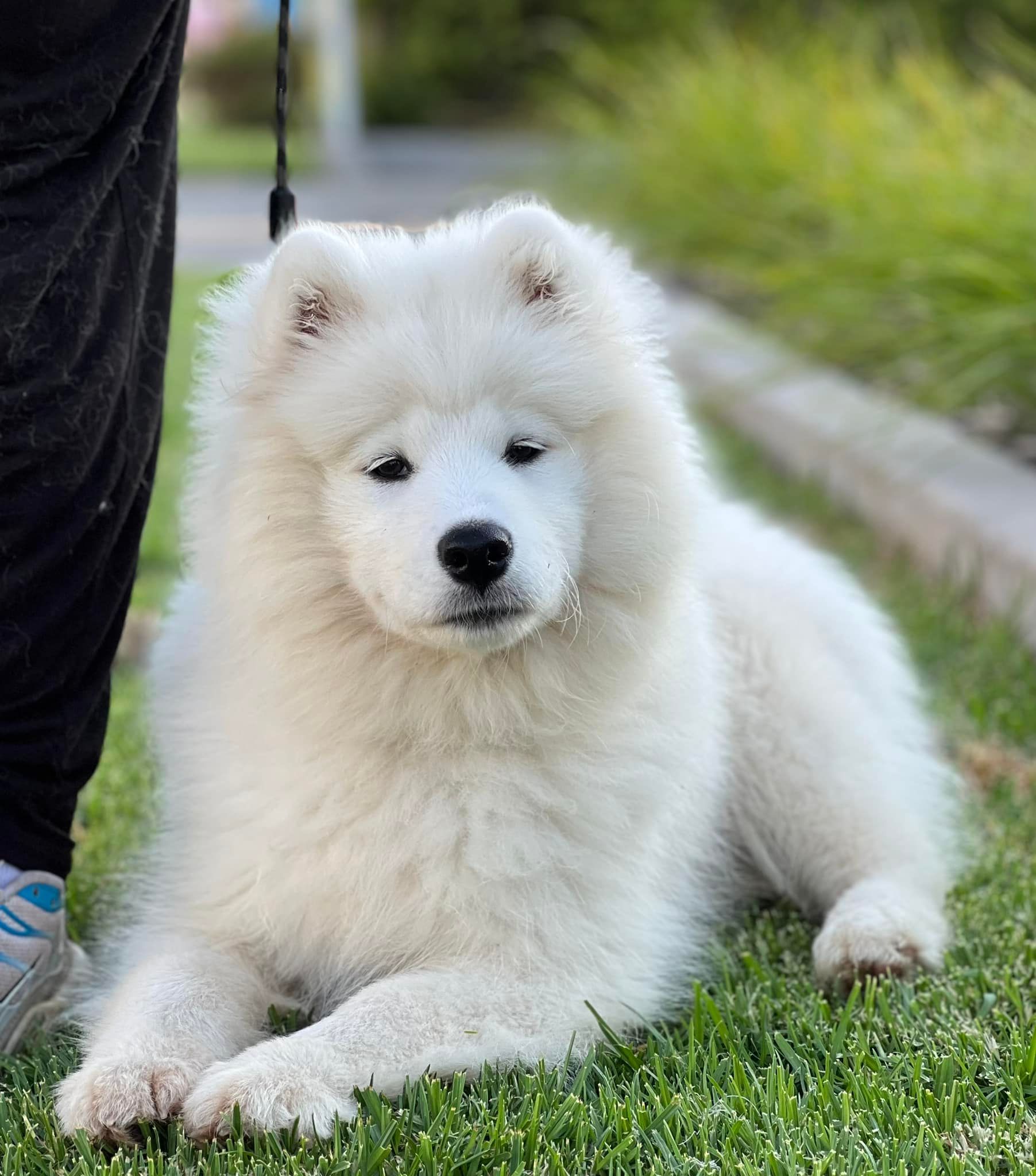 Fluffy white Samoyed puppy lying on green grass, gazing at the camera.
