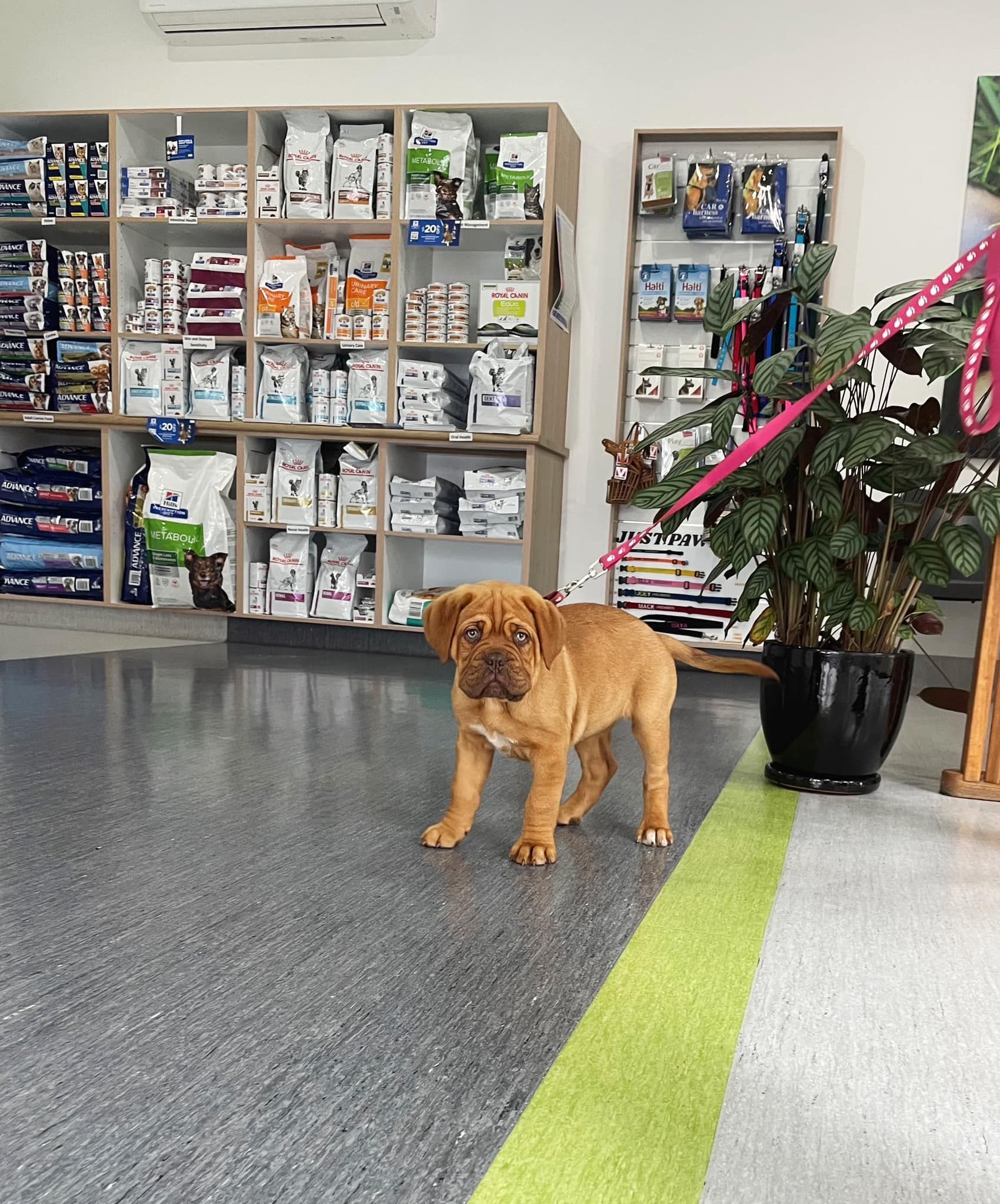 Brown puppy stands in vet clinic, looking at camera. Shelves of pet supplies in background.
