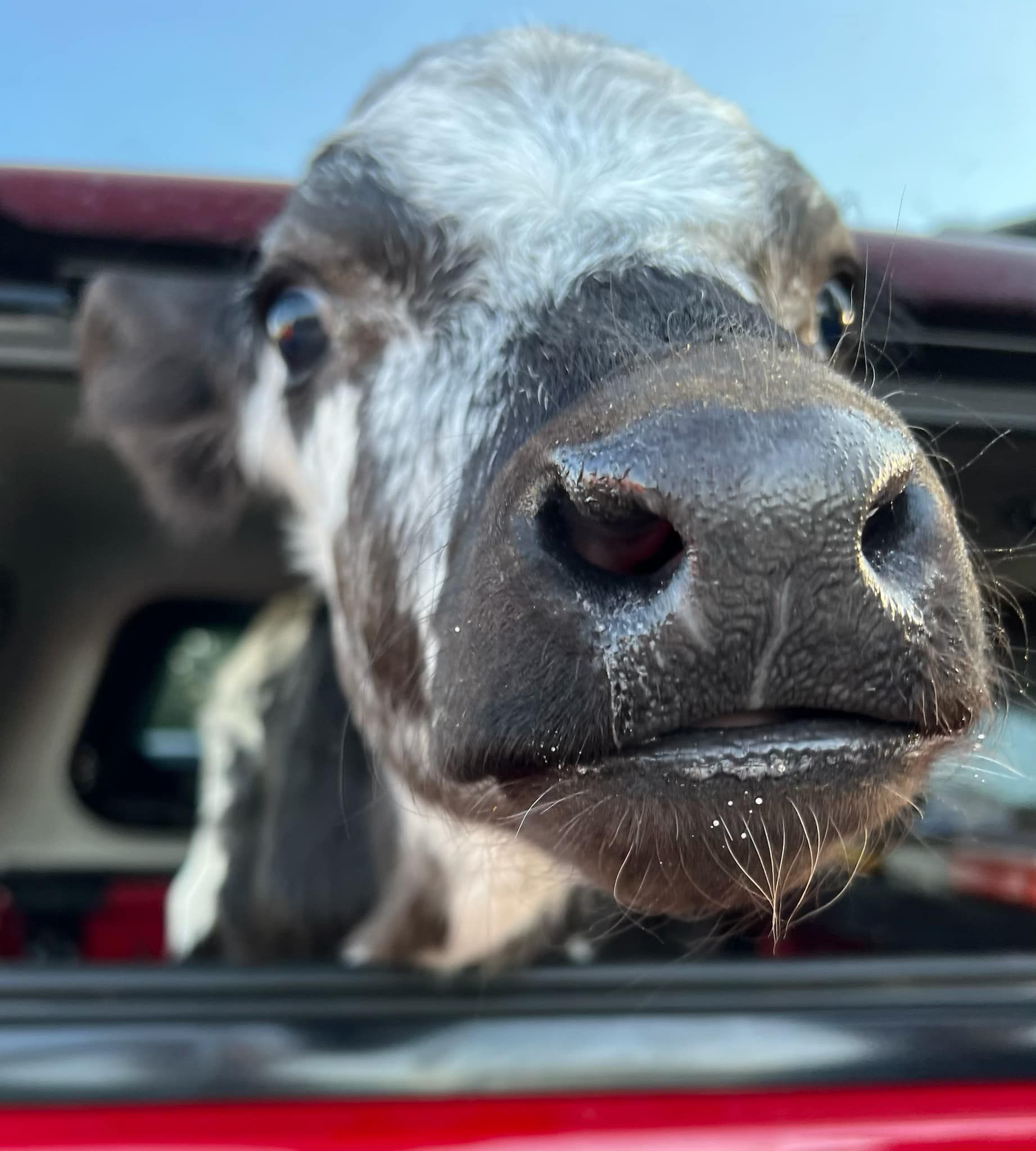 Cow's head peering out of a red truck bed, close-up. Black and white markings, wet nose, curious expression.