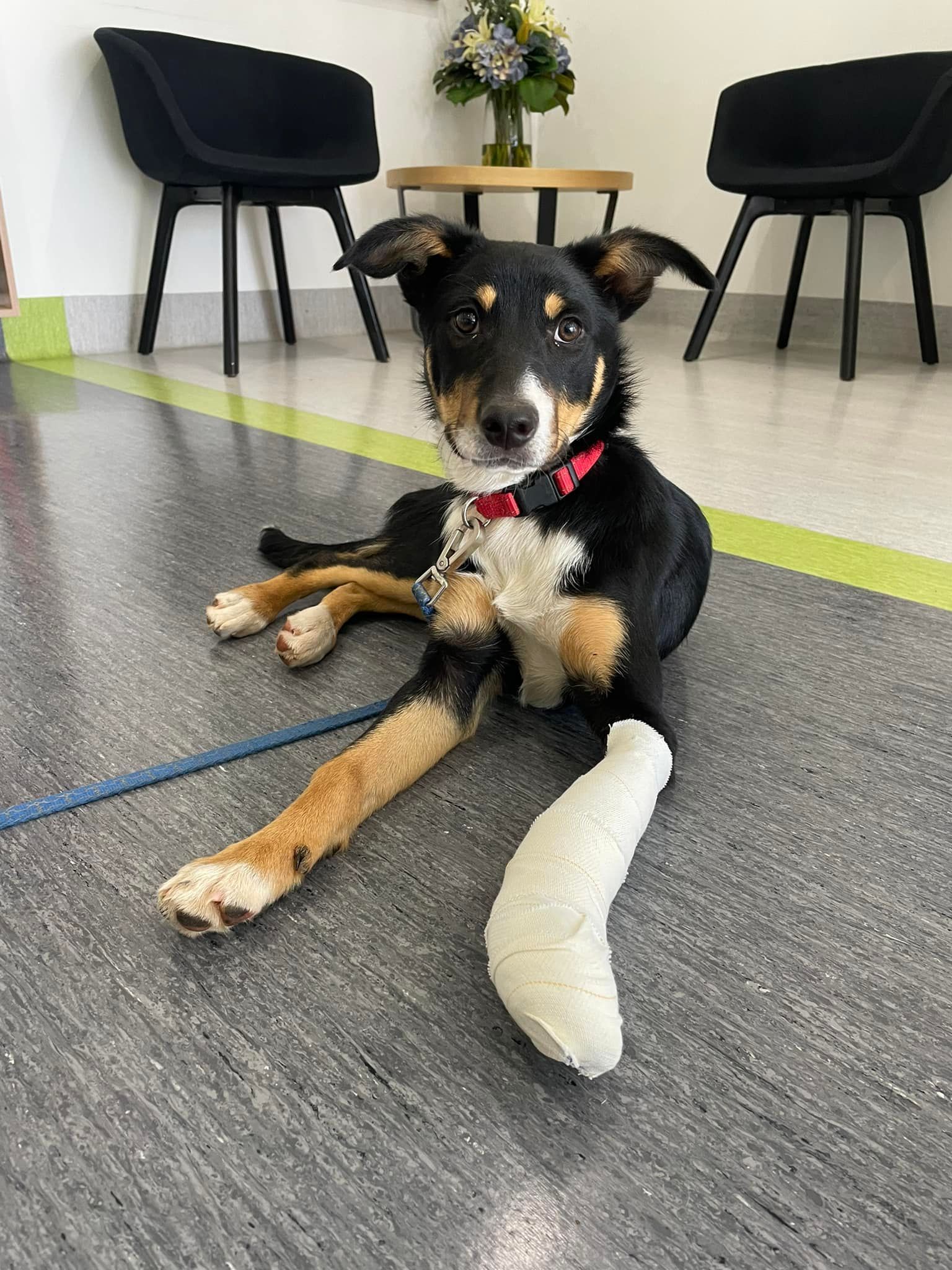 Dog with a bandaged leg lying on the floor, looking at the camera. Black, white, and tan fur. Indoors.
