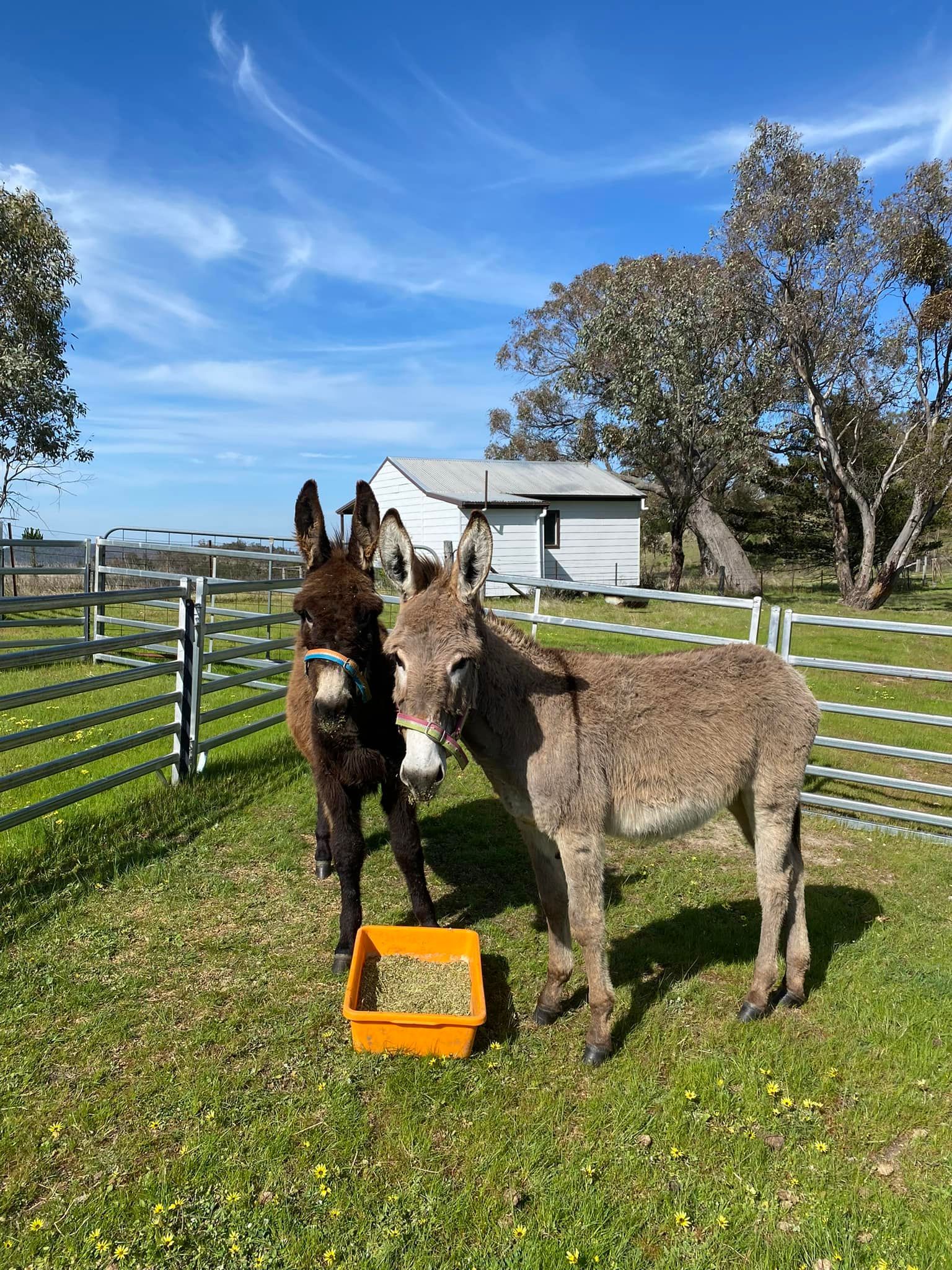 Two donkeys in a grassy pen; brown donkey eats from a bowl. White fence and shed in the background. Blue sky.