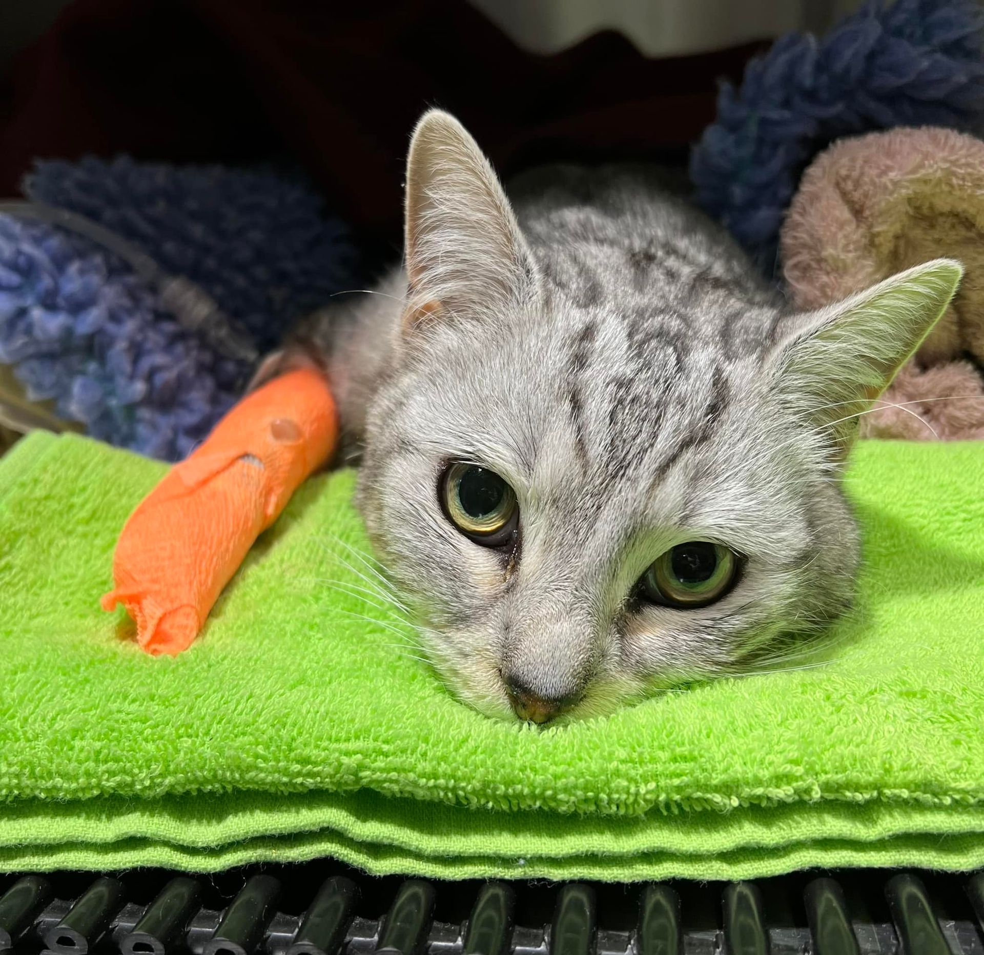 Silver tabby cat with an orange cast on its paw, resting on a green towel.