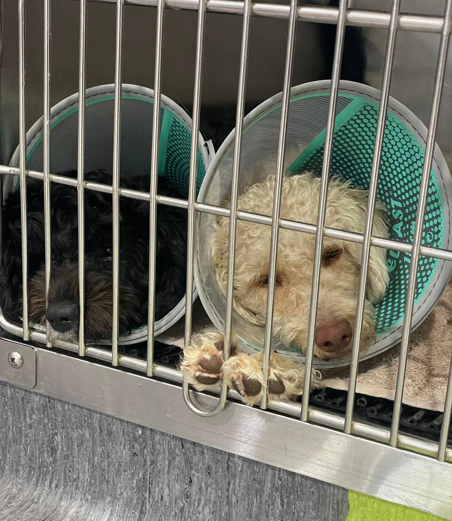 Two dogs in a cage wearing cones; one black, one cream-colored, both appearing sad.