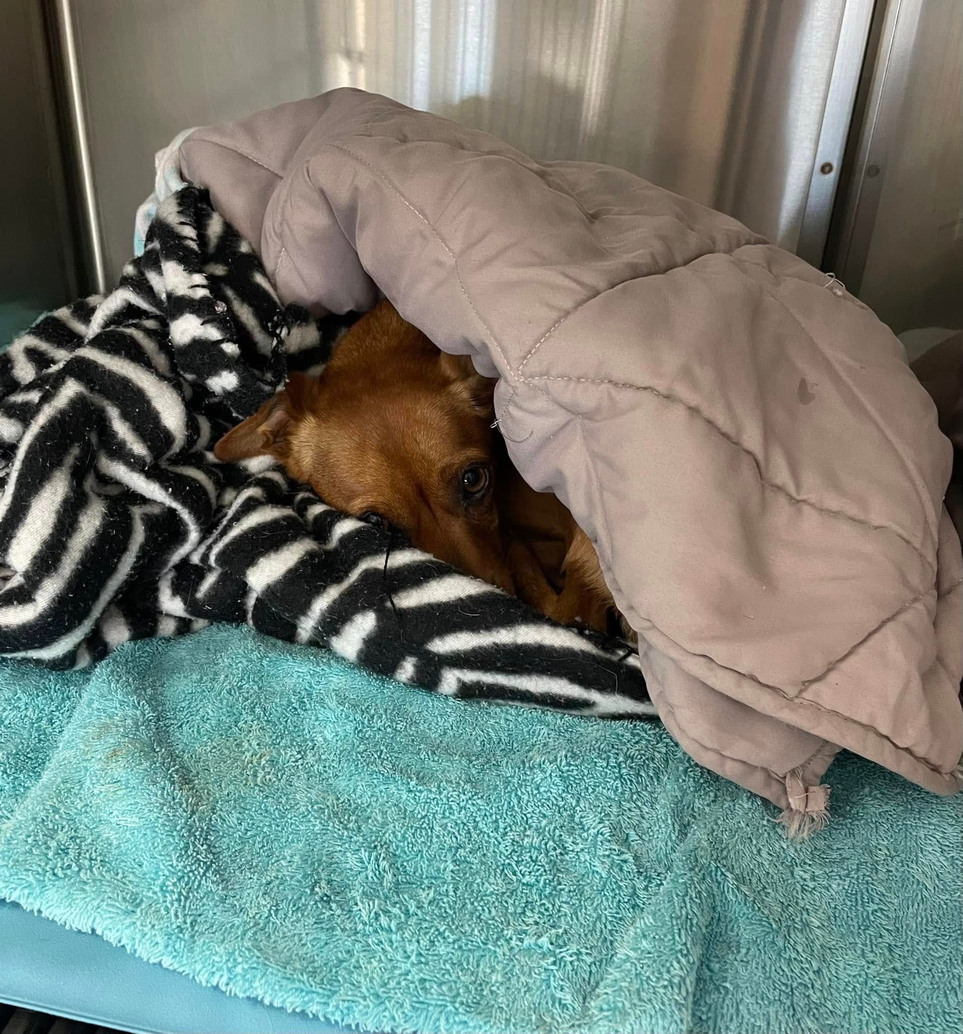 Dog nestled under blankets on a teal towel in a veterinary clinic.