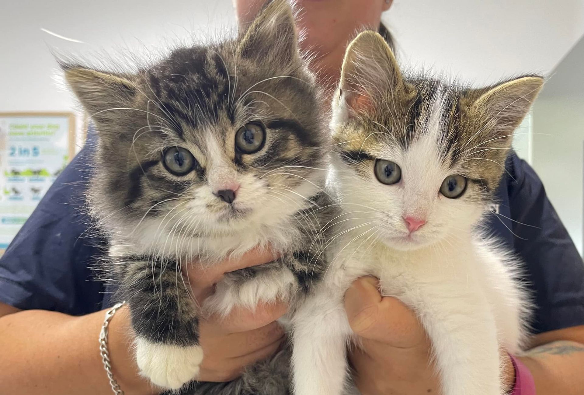 Two fluffy kittens held by a person. One is brown tabby, the other white and brown.