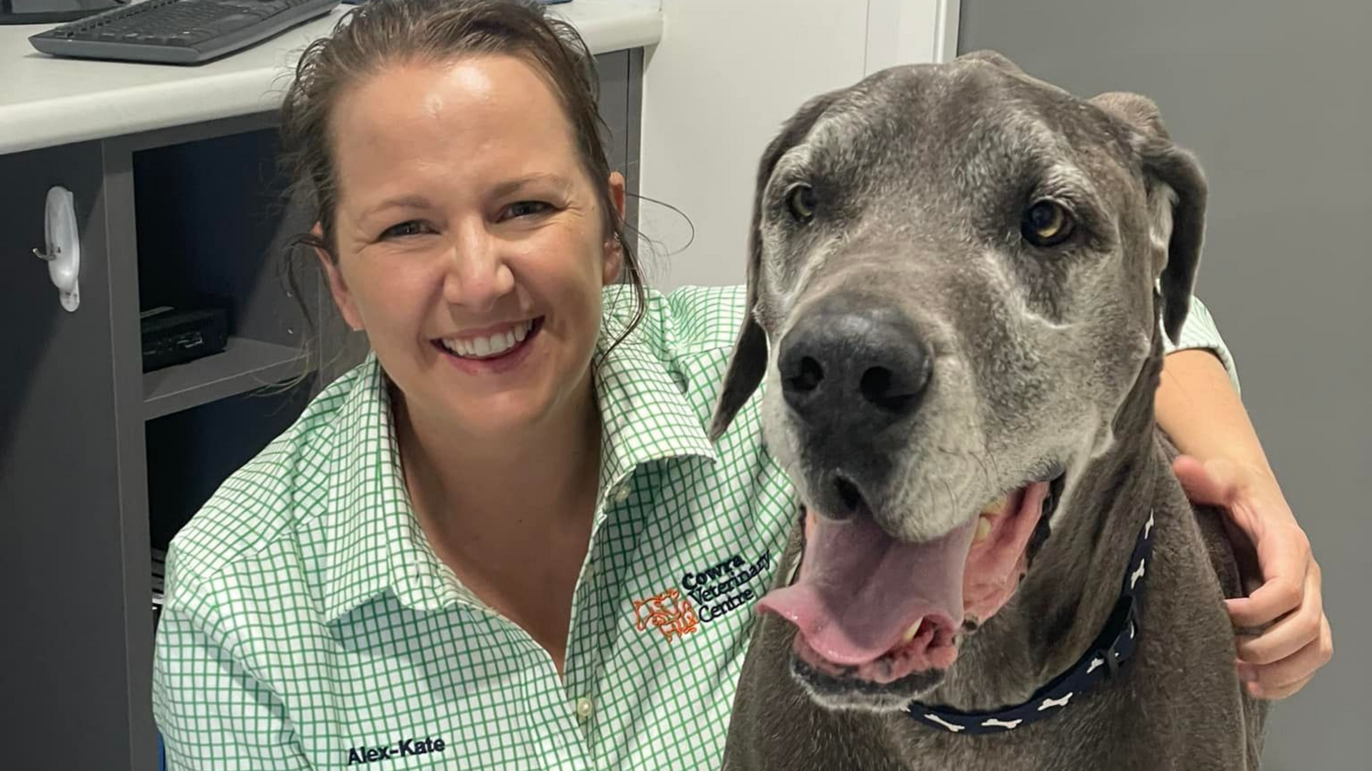 Woman veterinarian smiles with a gray Great Dane, both looking at the camera.