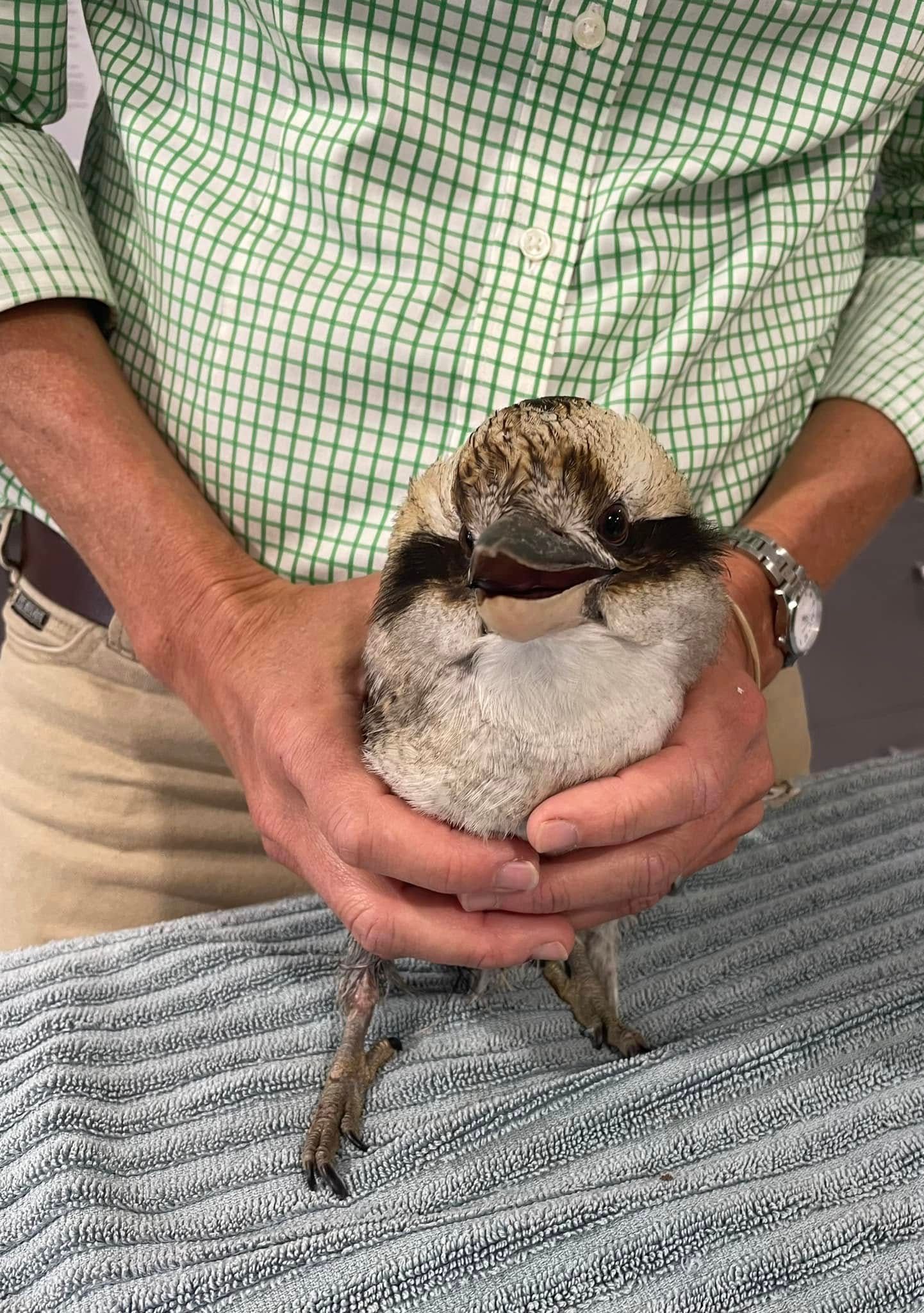 Man holding a kookaburra bird with an open beak, wearing a green shirt.