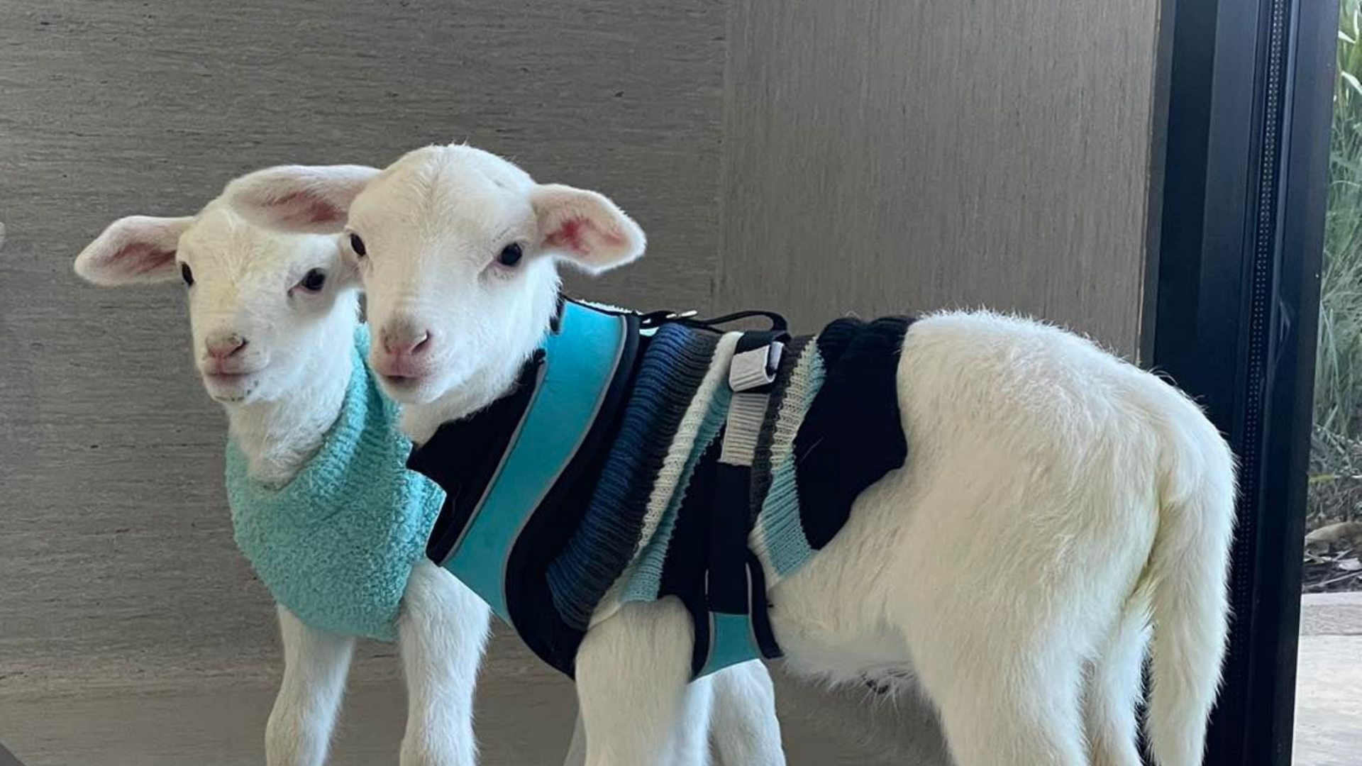 Two lambs in sweaters, one blue, one black and blue, standing next to each other.