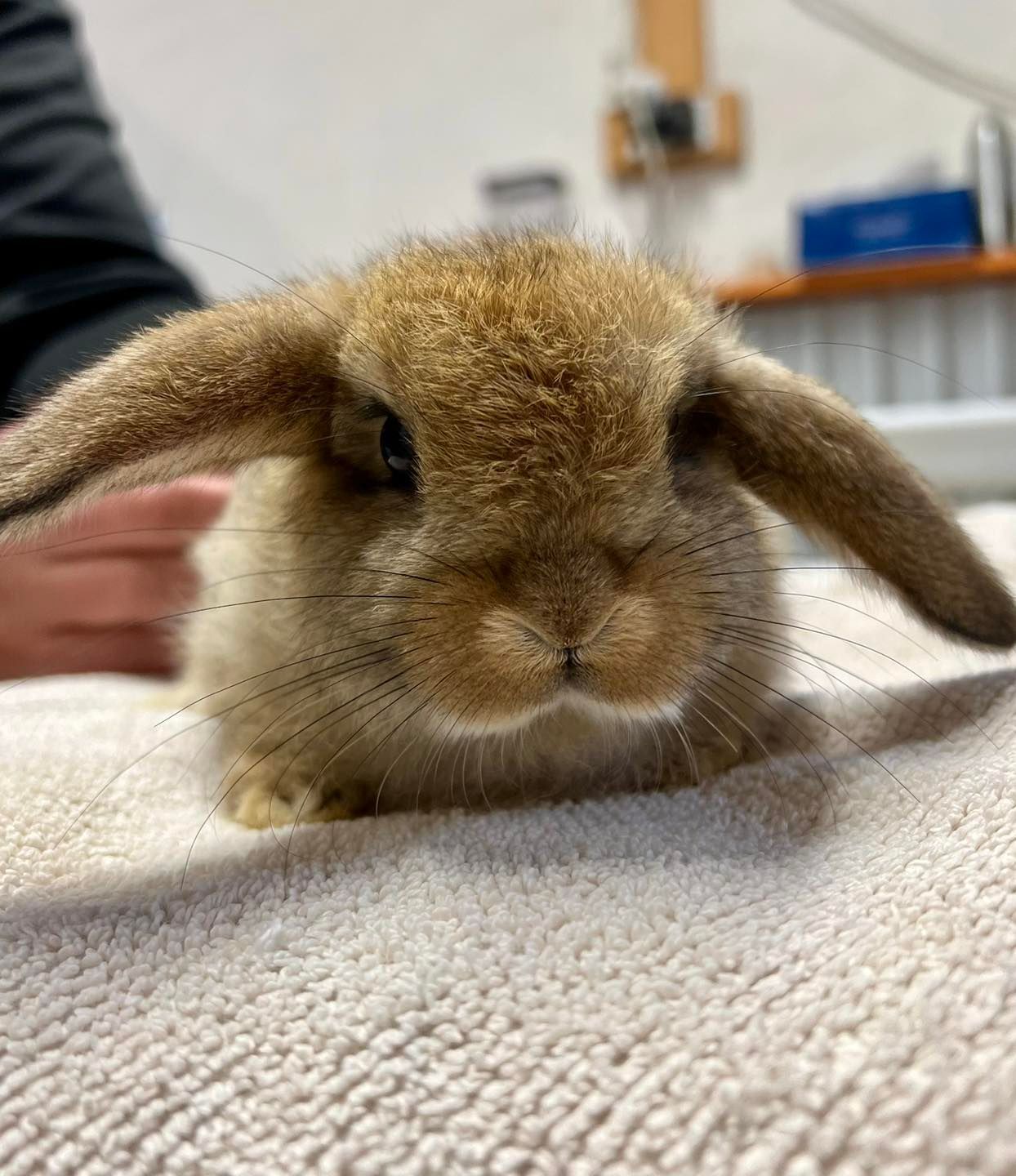 A brown lop-eared bunny rests on a white towel, looking toward the camera.