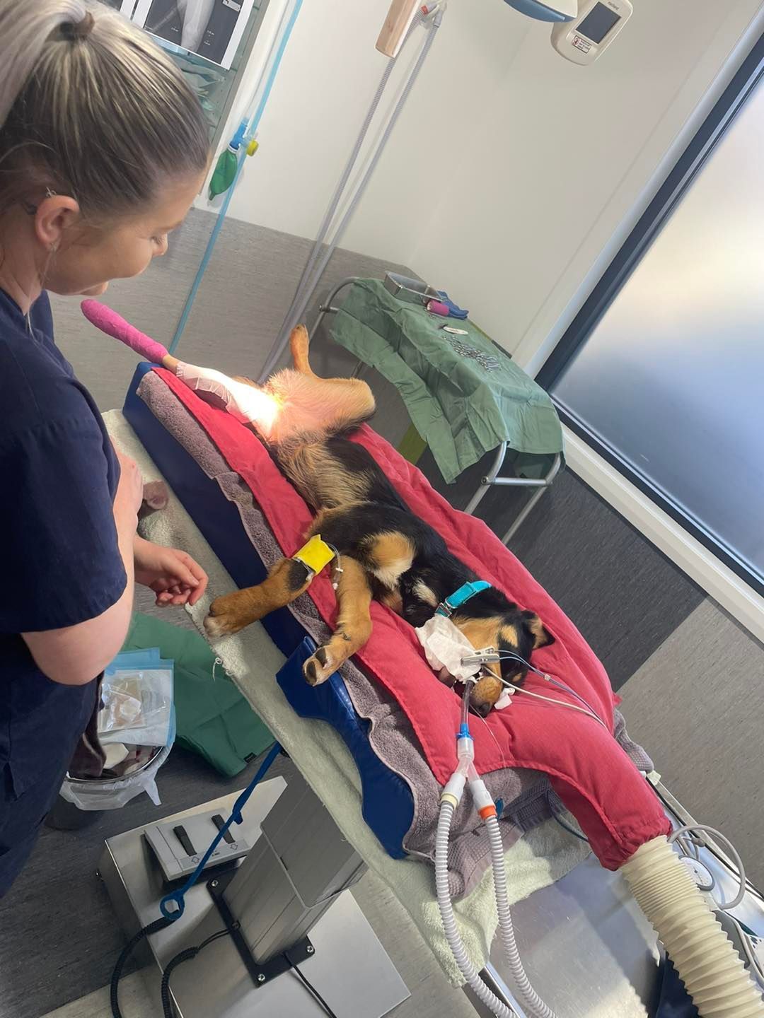 Veterinarian tending to a dog on an operating table, monitoring equipment.