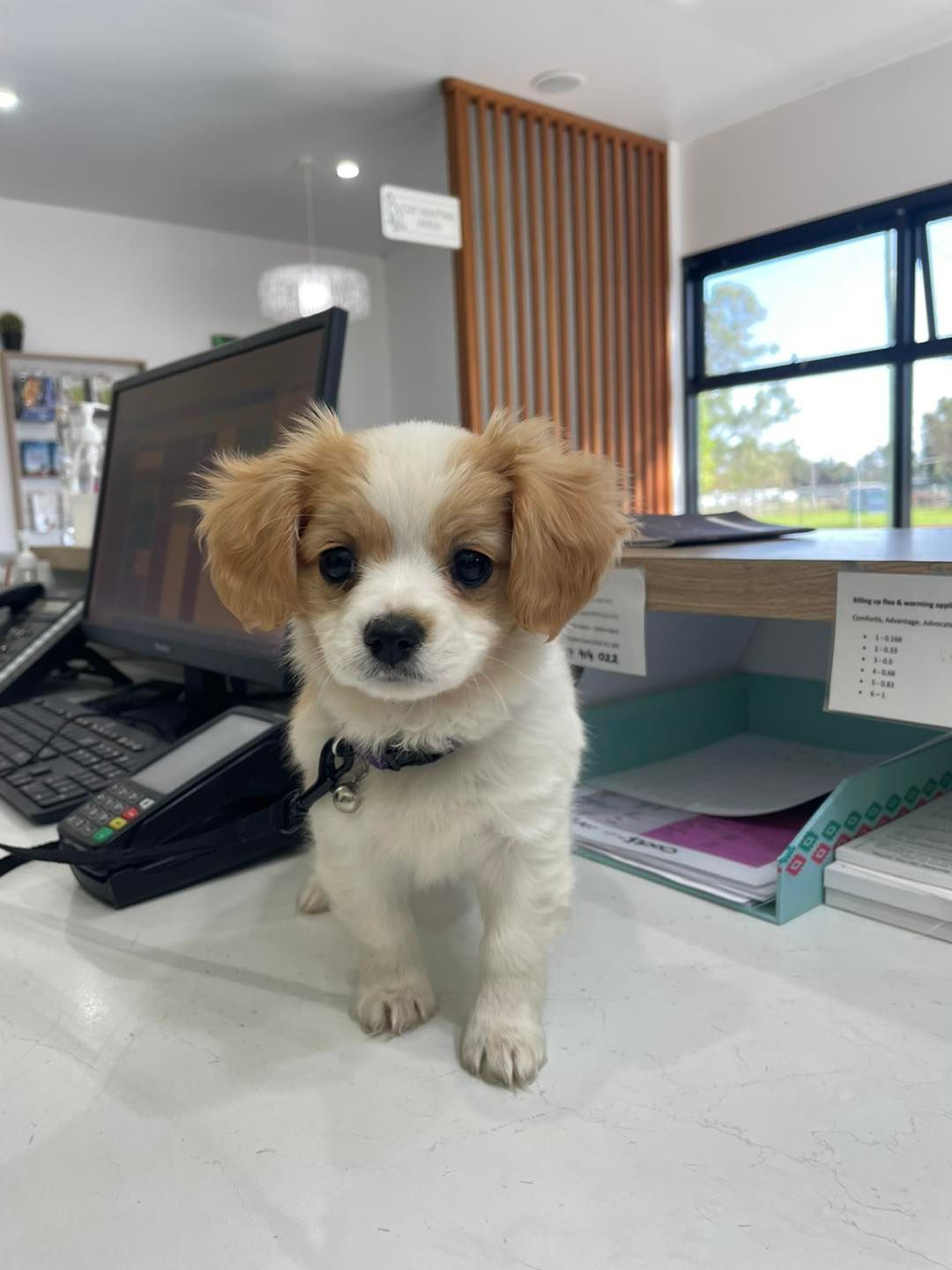 Puppy with brown ears and markings stands on a desk in an office, looking at the camera.