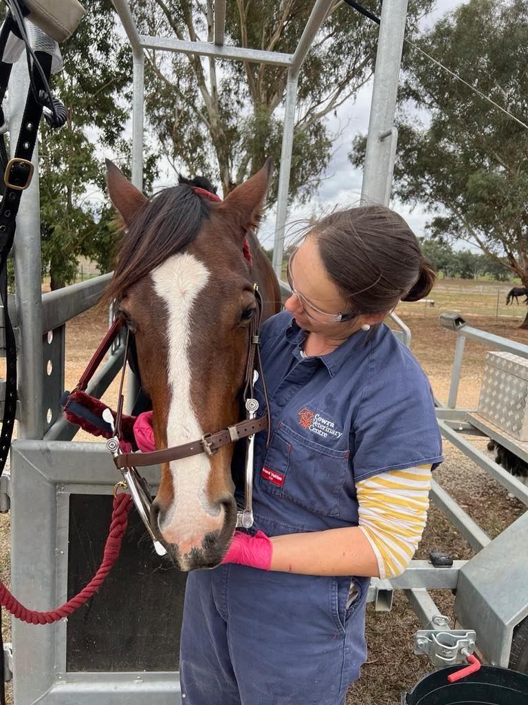 Woman vet examining a brown horse's teeth in a trailer. The horse has a white blaze and a soft expression.