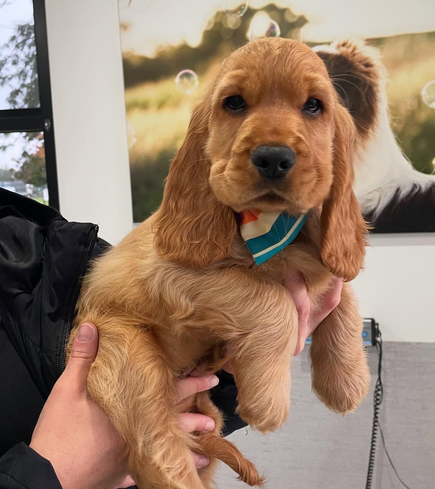 Golden Cocker Spaniel puppy being held, wearing a small striped neckerchief.