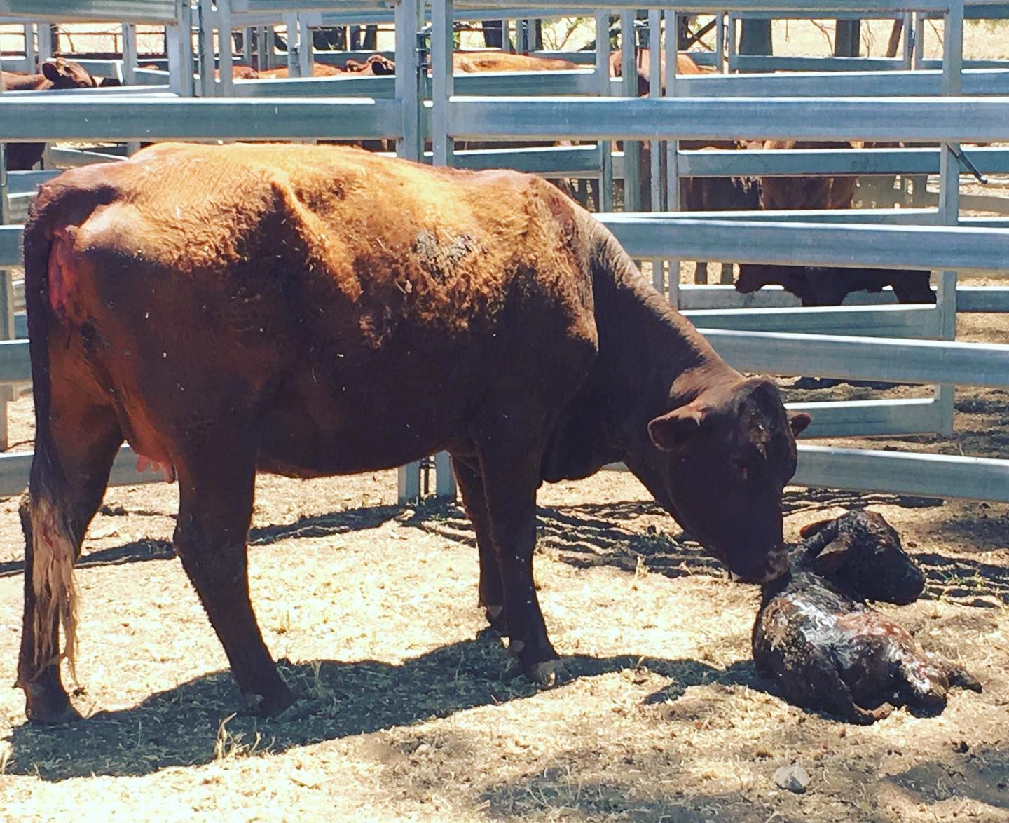 Brown cow nuzzles a newborn calf in a fenced outdoor area.