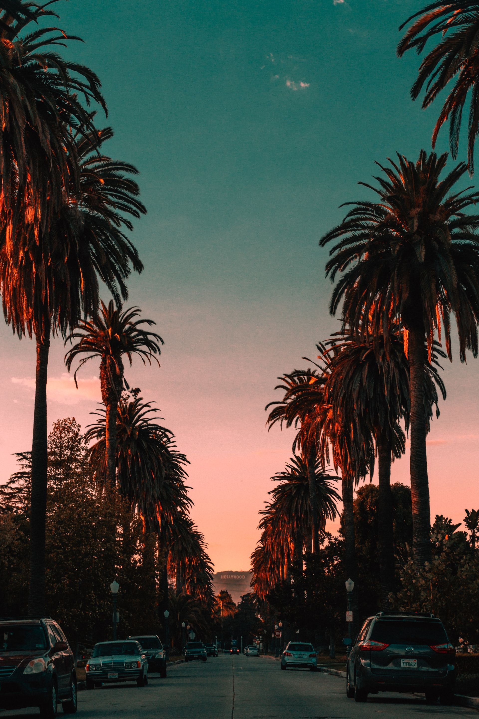 a row of palm trees line the side of a street at sunset