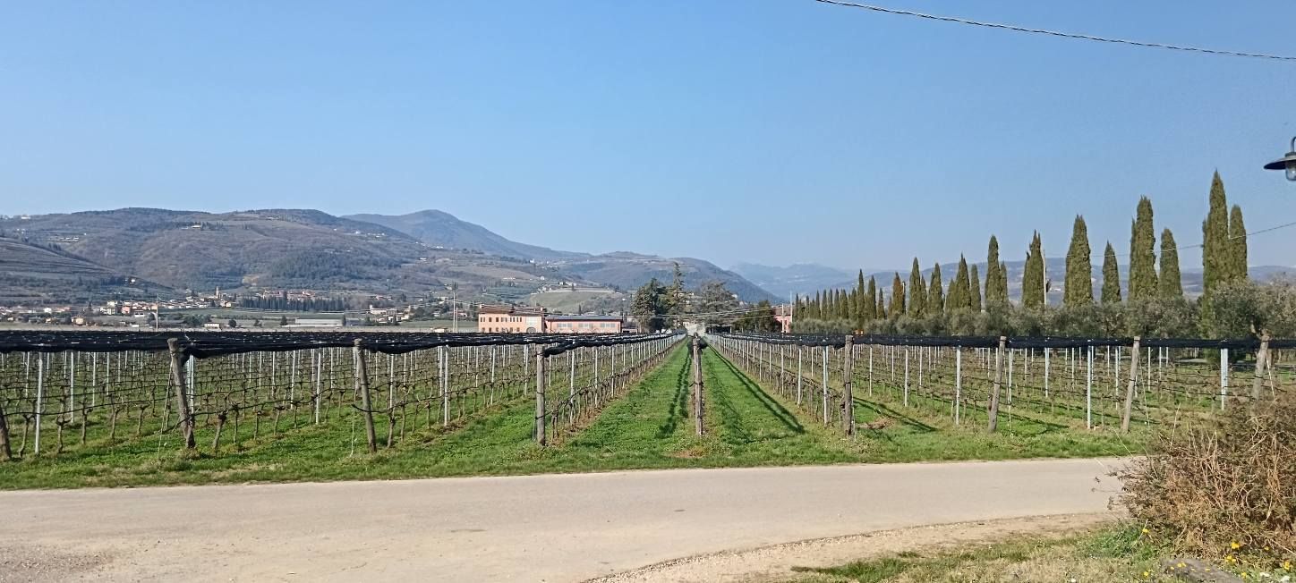 Un vigneto con filari di viti, una fila di alti cipressi e montagne sotto un cielo azzurro e limpido.